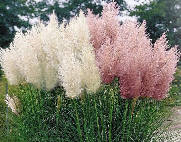 Trawa pampasowa biała i różowa sadzonka P11