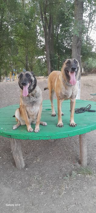 Бельгійкі вівчаркі