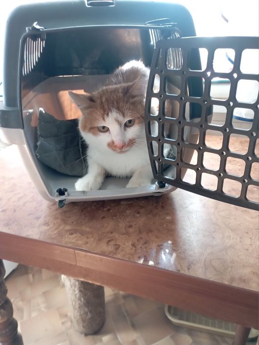 Шикарний котик в люблячу родину