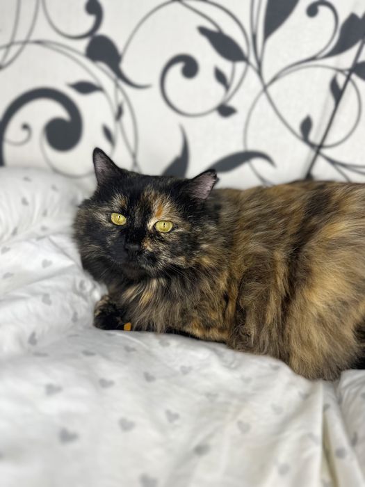 Моно шукає родину (тільки у квартиру без вигулу)