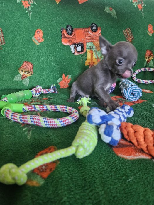 Chihuahua śliczny niebieski piesek
