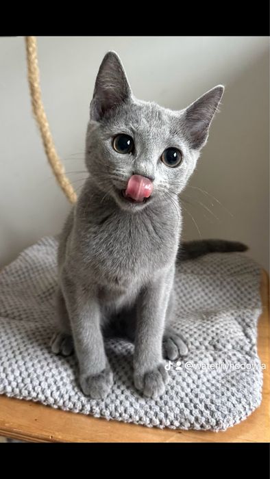 Kocurek Rosyjski Niebieski WCF