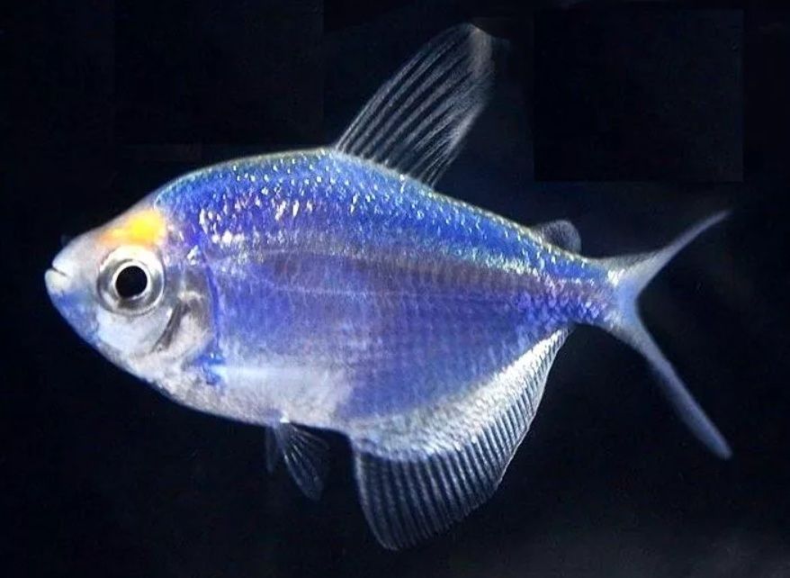 Tetra / żałobniczka