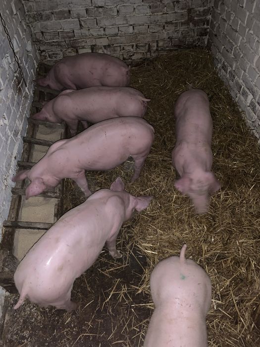 Поросята Підсвинки Свині