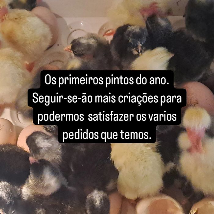 Ovos Galinhas Raças Autóctones Portuguesas