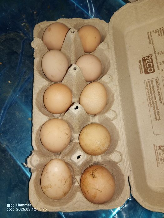 Jaja perlicze lęgowe