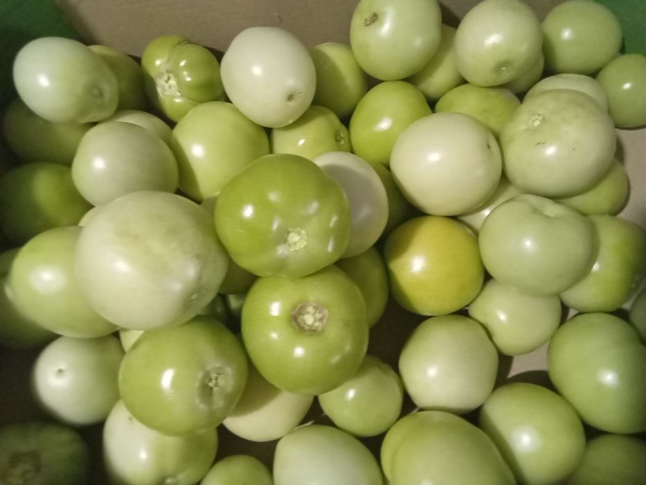 Zielony Pomidor Prosto z Krzaka 5kg
