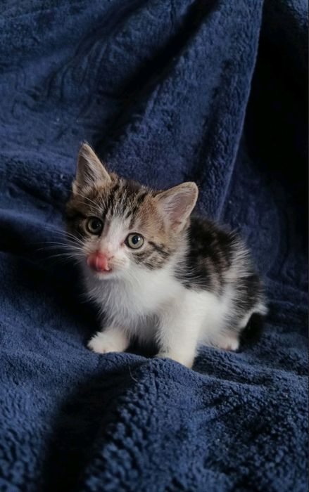 Киця кошенятко котята