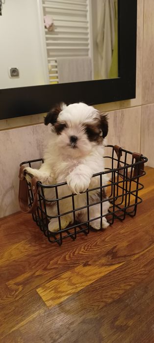 Suczka, Mal- shi, maltańczyk, shih tzu