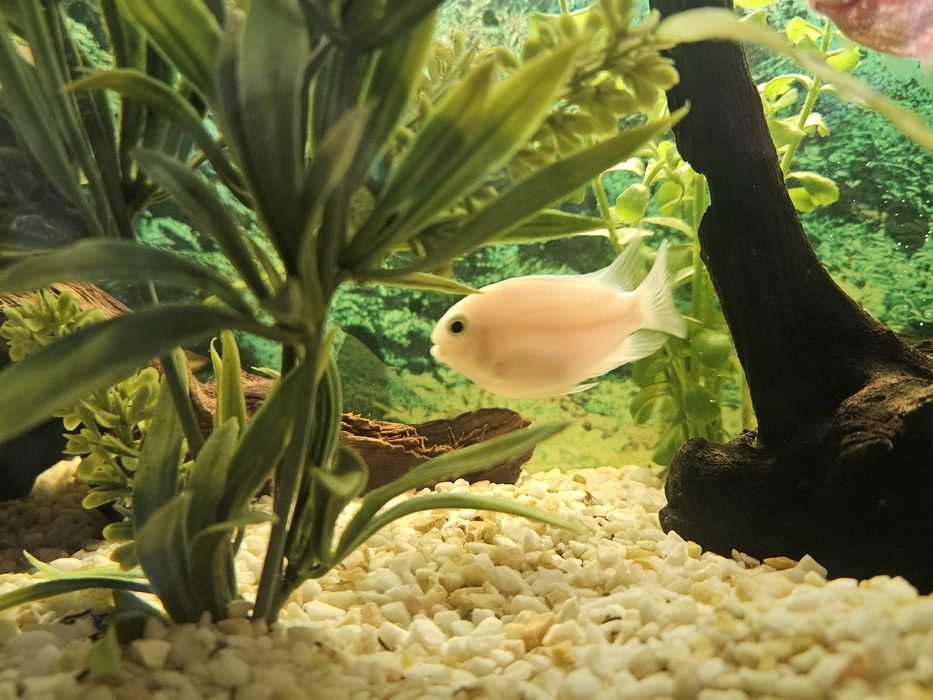 Sprzedam Pielęgnicę Papuzią