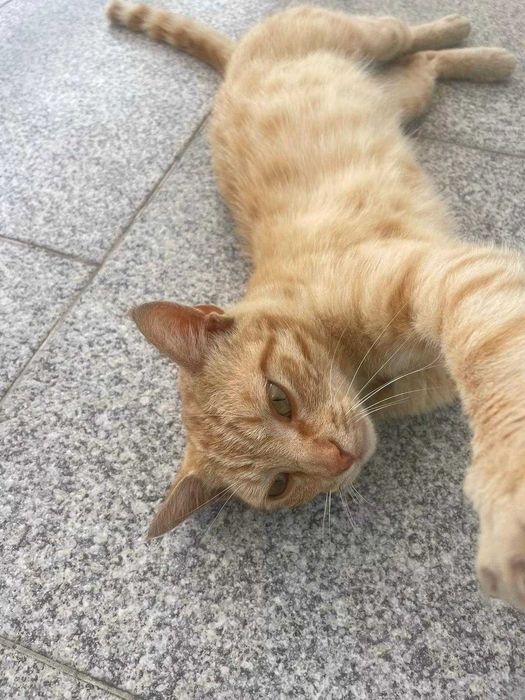 Gatinho com 7/8 meses para adoção