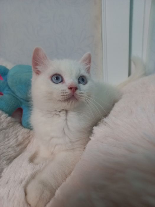 Котёнок мальчик голубые глаза