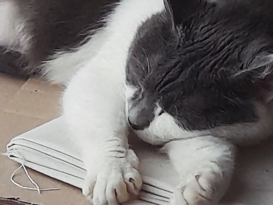 Добра Кішечка Санні мріє про родину!