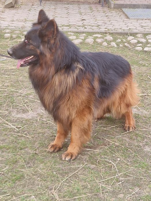 Owczarek niemiecki piesek 8 tygodniowy