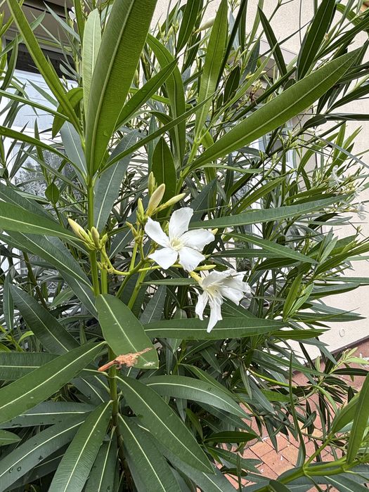 Duży biały oleander
