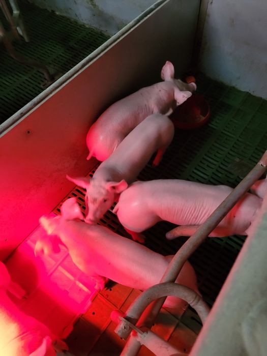 Поросята на відгодівлю