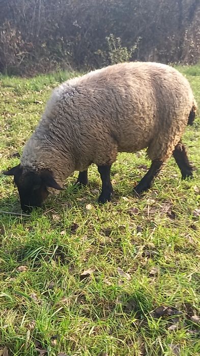 Borrega sulfolk femea