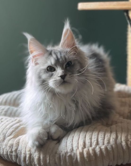 Кошеня мейн кун дівчинка