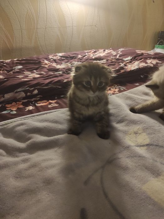 дівчинка в добрі руки