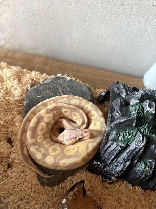Wąż domowy z terrarium