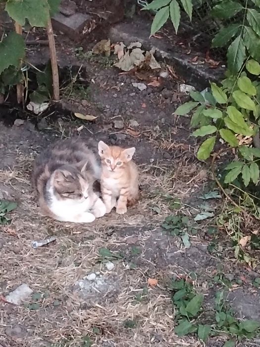 Віддам в добрі руки кошеня.