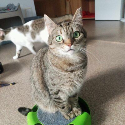 Figa szuka kochającego domu