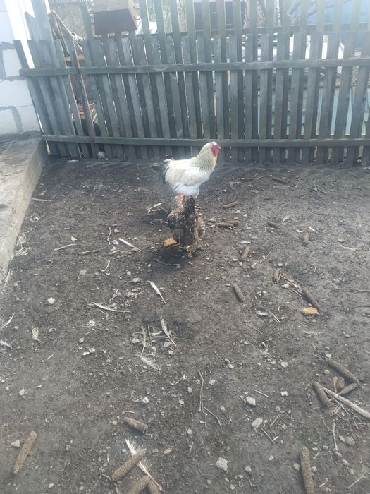 Продам два гарних пiвнi.