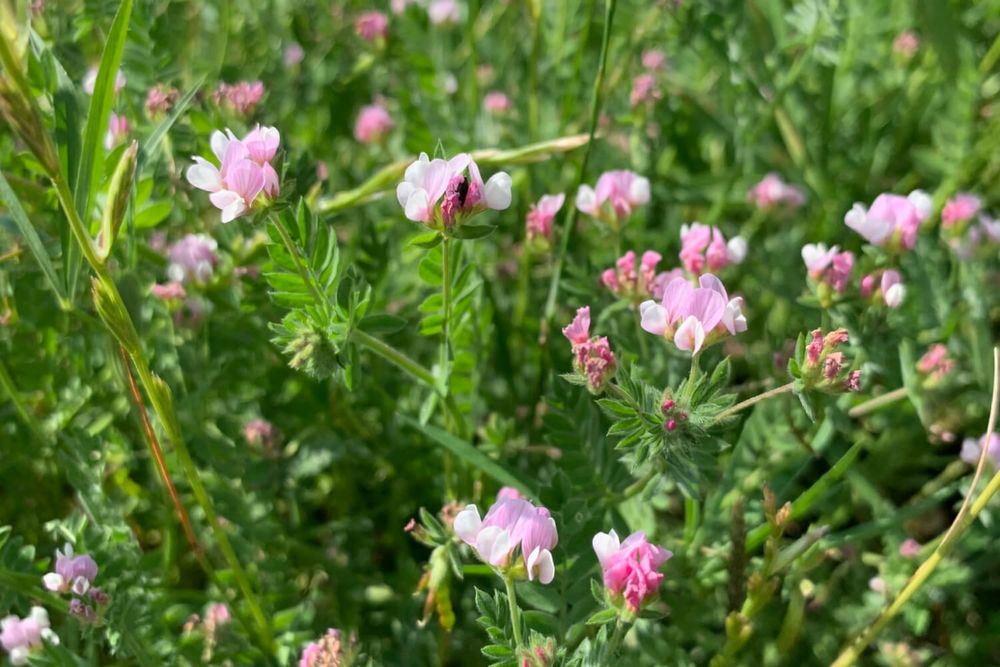 Seradela pastewna zbiór 2025 hurt-detal wysyłka kurier