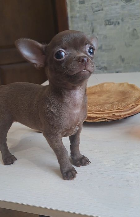 Малышка чихуахуа