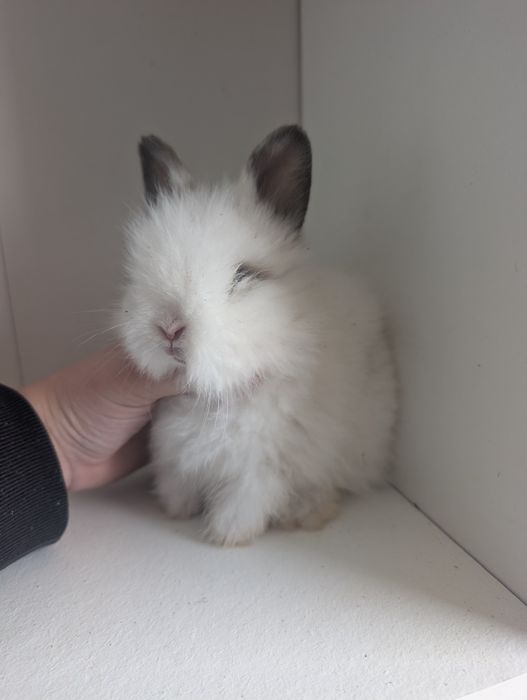 Królik Teddy, miniaturka