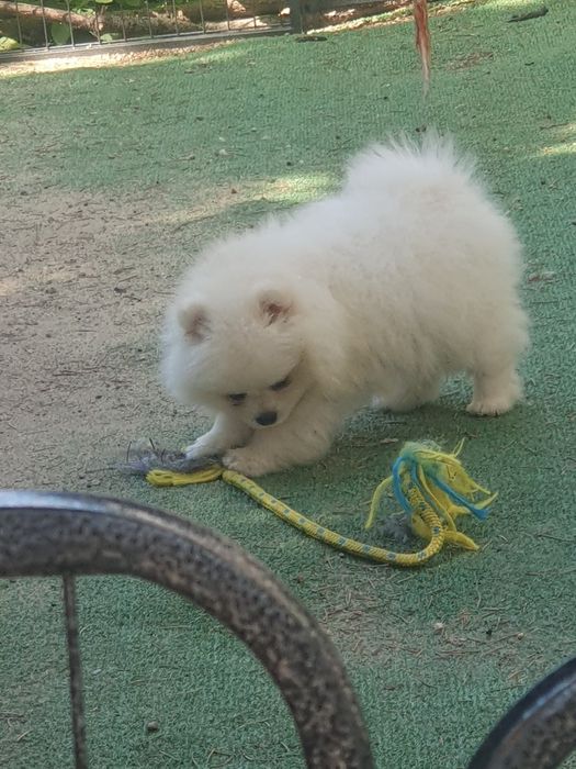 Szpic miniaturowy pomeranian/Malutki wesolek