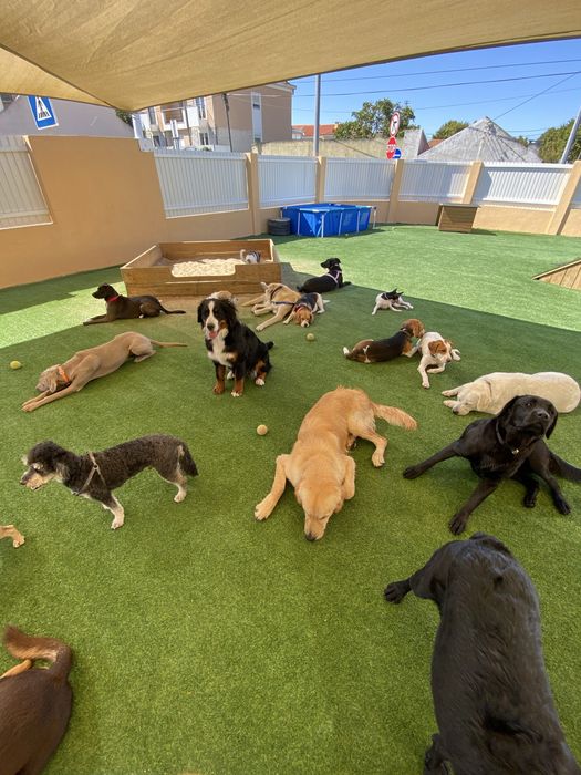 Dog Walking & Pet Sitting ao Domicílio