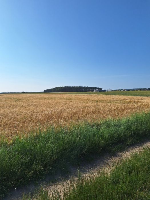 Słoma z pokosu sprzedam