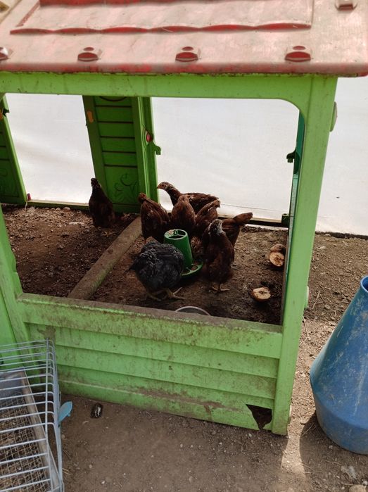 vendo rhode island red