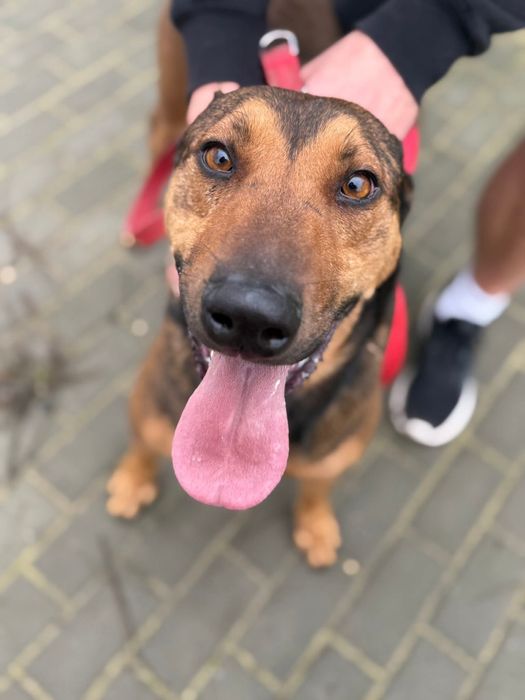 Malinois mix – sportowy, oddany pies gotowy na nowe życie