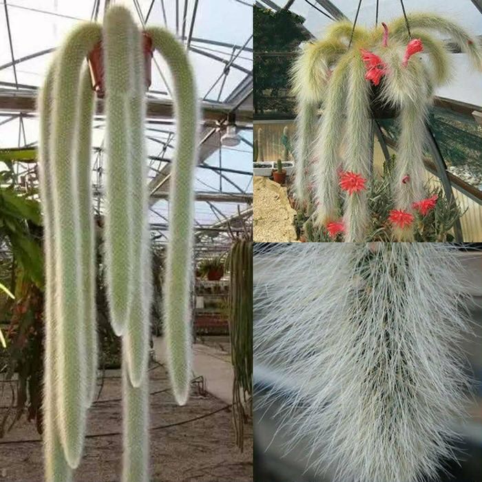 Кактус мавпячий хвіст сукуленти агава сансевієрія коса