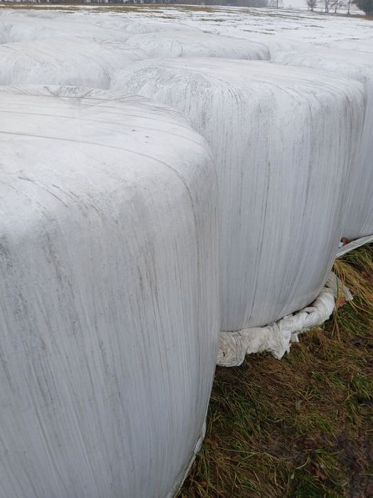 Sianokiszonka do sprzedania