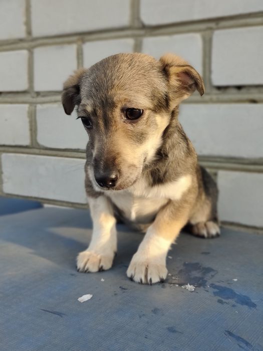 Дівчинка -4 місяці