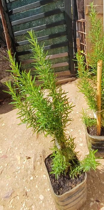 Planta Alecrim Biológico em Vaso