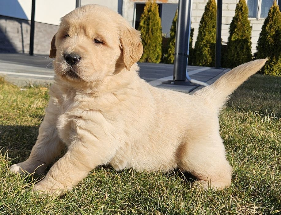 Golden retriver złoty