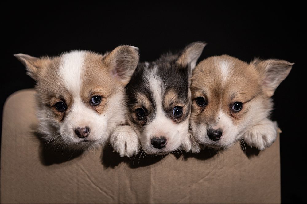 Коргі Пемброк з розплідника