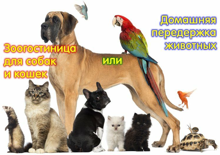 Грумер,с выездом на дом,груминг,стрижка котов,котів,стрижка собак