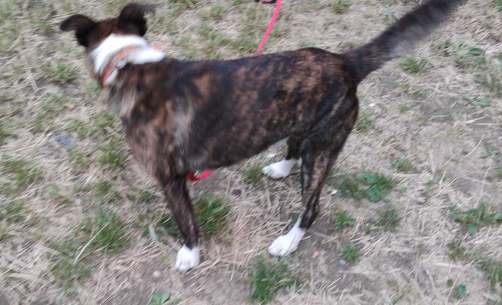 Oddam za darmo w dobre ręce psa