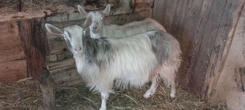 Продаються чудові КОЗИ та ЦАП