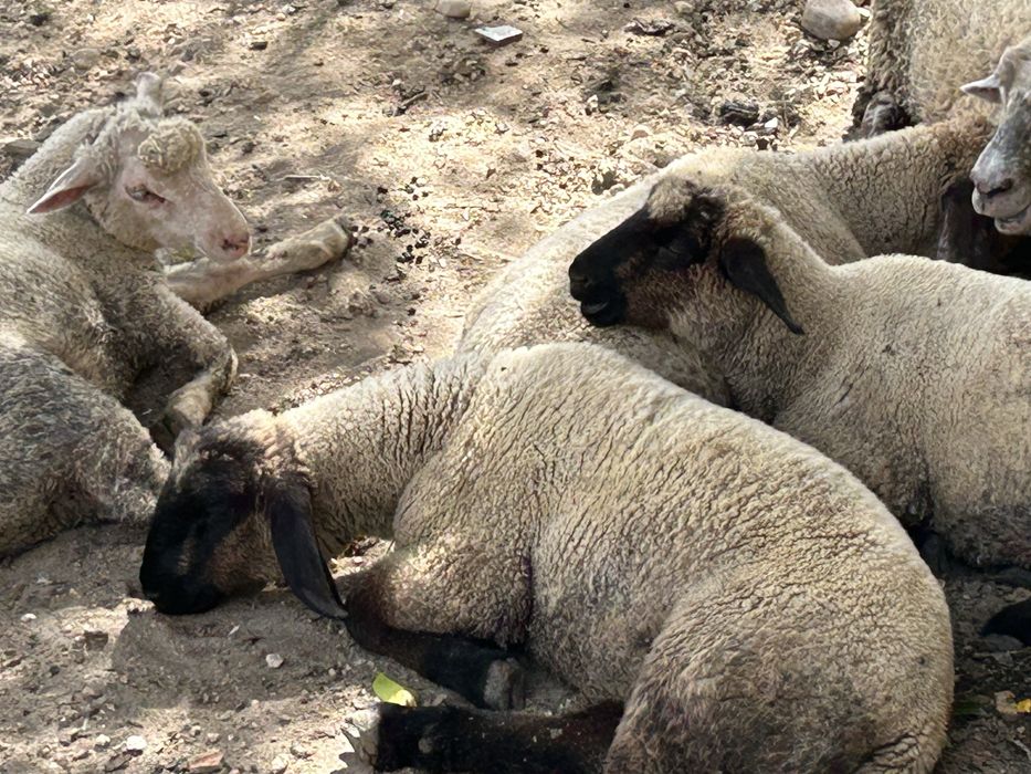 Animais de queinta