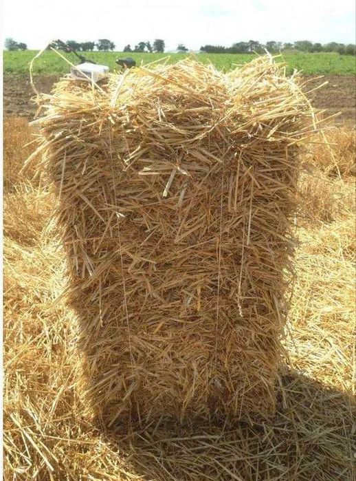 Солома в тюках тюки пшеничної соломи ячмінний тюк урожай 2025