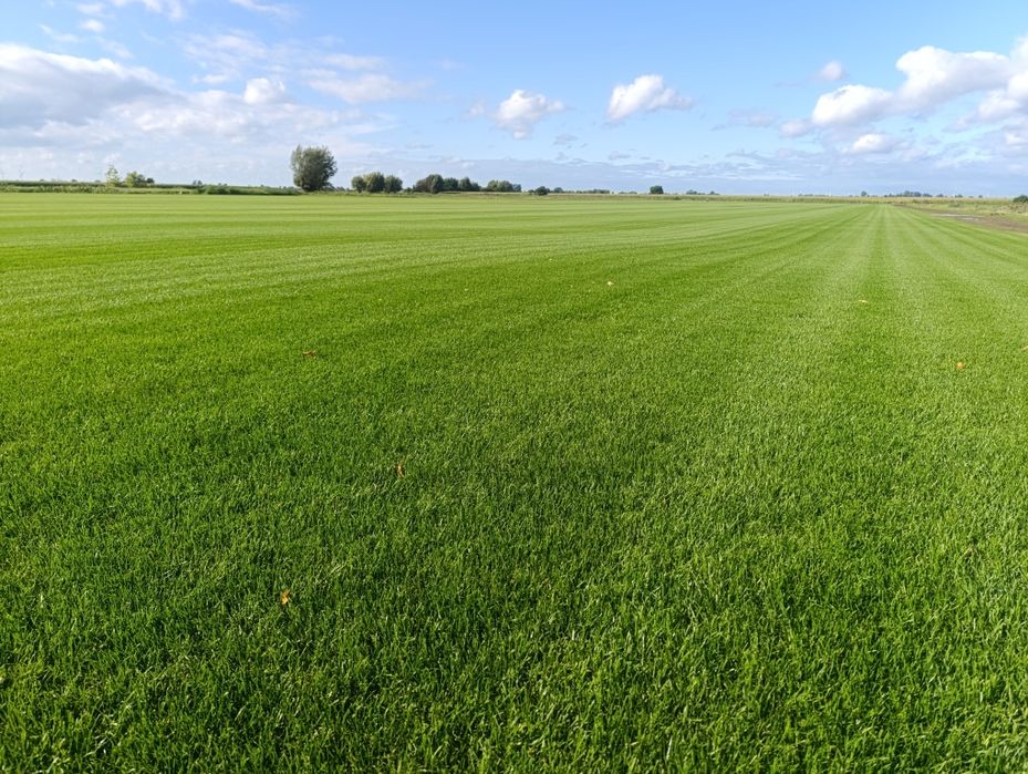 Trawa z rolki - Producent Garden Grass
