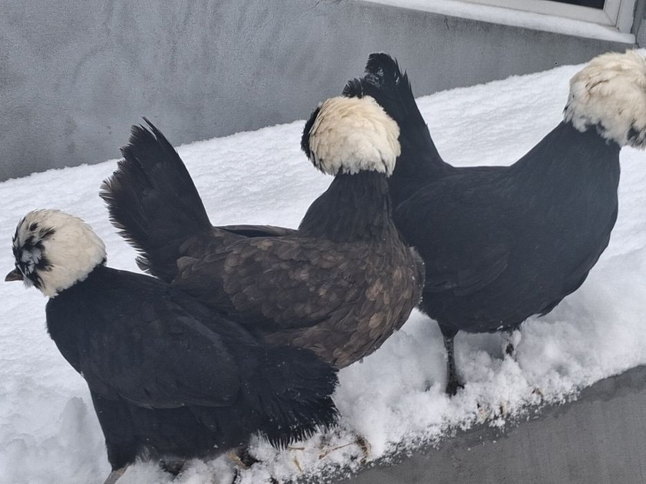 Białoczuby Holenderskie