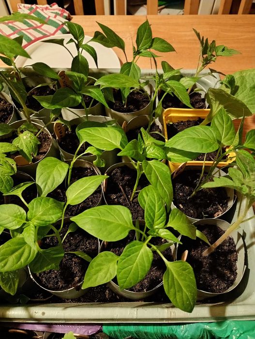 Papryka Chilli sadzonka