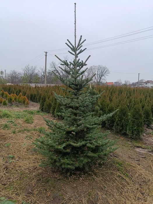 Ялина Місті Блю, Глаука, Ялиця  бальзам нана, біла, фразера, Дугласа